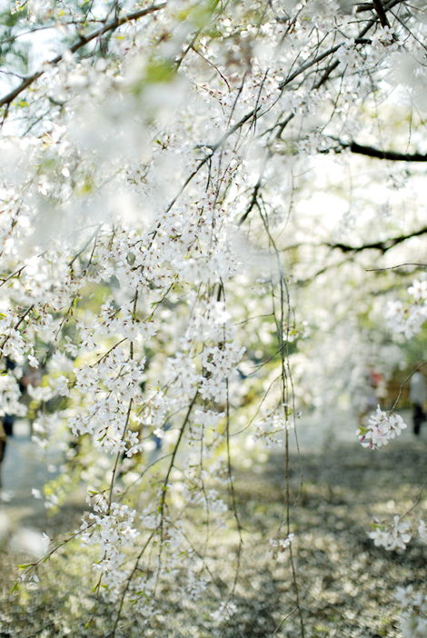 sakura